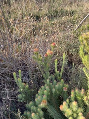 Leucadendron laxum
