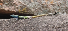 Platysaurus intermedius