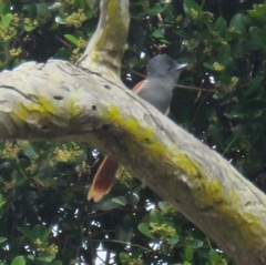 Terpsiphone viridis granti