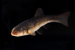 Nocomis leptocephalus