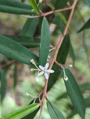 Nematolepis squamea squamea