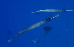 Aulostomus chinensis