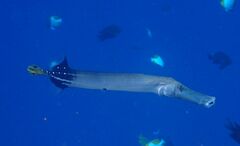 Aulostomus chinensis