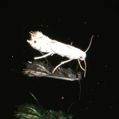 Phyllonorycter lucidicostella