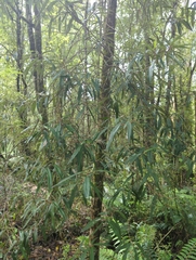 Nematolepis squamea squamea