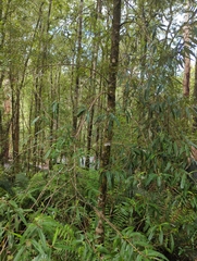 Nematolepis squamea squamea