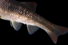 Nocomis leptocephalus