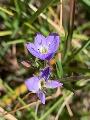 Veronica gracilis