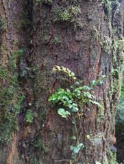 Nothofagus cunninghamii