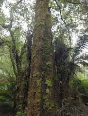 Nothofagus cunninghamii