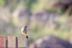 Muscicapa adusta adusta