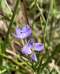 Veronica gracilis