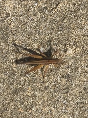 Dichromorpha prominula