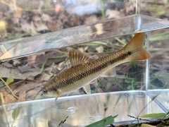 Nocomis leptocephalus