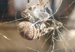 Araneus angulatus