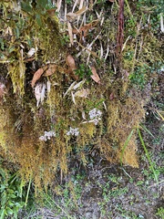 Selaginella helvetica