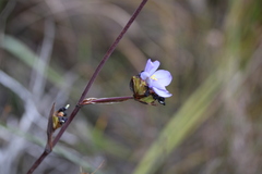 Aristea bracteata