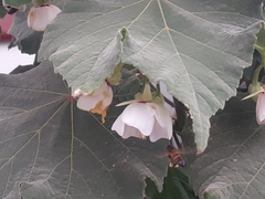 Apis mellifera scutellata