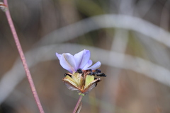 Aristea bracteata