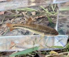 Nocomis leptocephalus