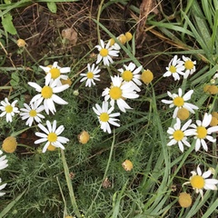 Tripleurospermum maritimum