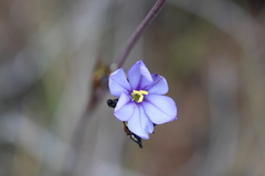 Aristea bracteata