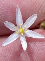 Ornithogalum hispidum