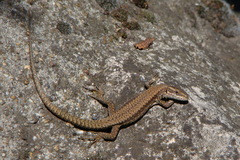 Podarcis muralis