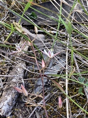 Ornithogalum hispidum