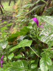 Hypoestes purpurea