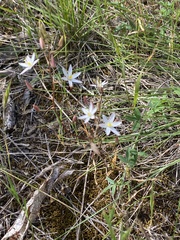 Ornithogalum hispidum