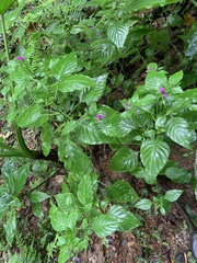 Hypoestes purpurea