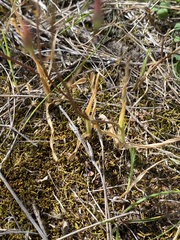 Ornithogalum hispidum