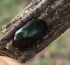 Chalcopteroides