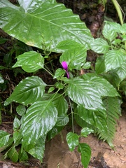 Hypoestes purpurea