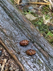 Tsuga chinensis