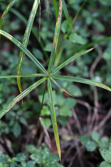 Cyperus albostriatus