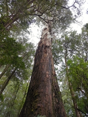 Eucalyptus regnans