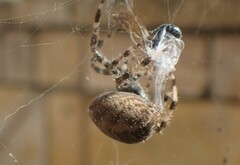 Araneus angulatus