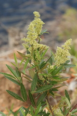 Searsia angustifolia