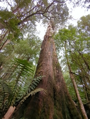 Eucalyptus regnans
