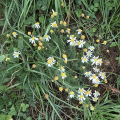 Tripleurospermum maritimum