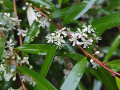 Nematolepis squamea squamea