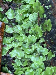 Lunularia cruciata