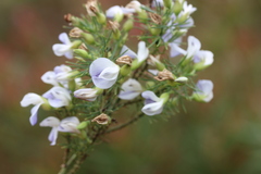 Psoralea ivumba