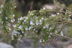 Psoralea ivumba