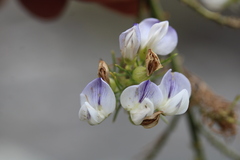 Psoralea ivumba
