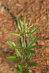 Searsia angustifolia