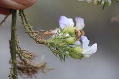 Psoralea ivumba
