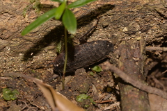 Blaberidae